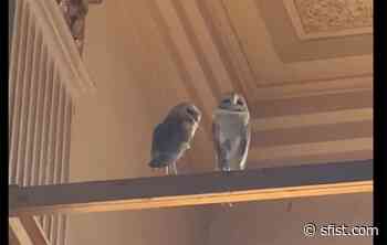 Three Owls Rescued From Inside Church of 8 Wheels on Fillmore - SFist