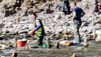 Lecco, Adda sempre più a secco: arrivano i cercatori d’oro - IL GIORNO