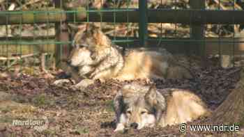 Wisent & Wolf: der Tierpark in Springe - NDR.de