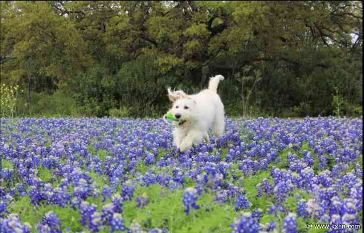 Wildflower forecast: What to expect in Central Texas