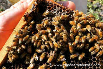 Honey farm bees hit hard – Red Deer Advocate - Red Deer Advocate