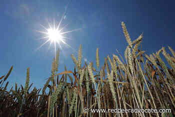 New program introduced for grain growers in Alberta – Red Deer Advocate - Red Deer Advocate