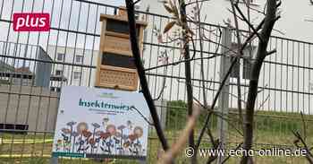 Lampertheim: Insektenwiesen statt frisiertem Rasen - Echo Online
