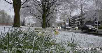 Late winterprik bedekt voorjaarsbloeiers onder sneeuwtapijt | Lokeren | hln.be - Het Laatste Nieuws