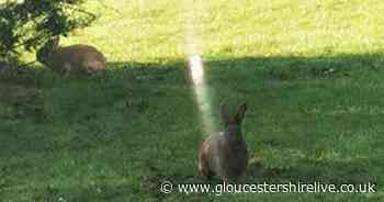 Lonely Gloucester roundabout rabbit finally has a friend - Gloucestershire Live