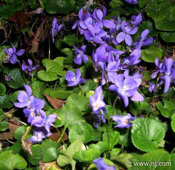 Violets come in many varieties | Gloucester County Nature Club - NJ.com