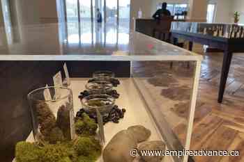 New Mexico launches cannabis sales within Texans' reach - Virden Empire Advance