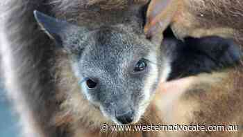 Threatened native animals get $12m boost - Western Advocate