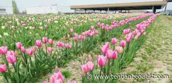 Saint-Romain-de-Colbosc. Début de la cueillette des tulipes en faveur de la Ligue contre le cancer - Tendance Ouest