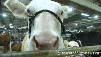 Sask. Beef Expo returns with next generation of cattle producers in mind