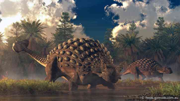 This Skull Belongs to a Rare Armoured Dinosaur That Roamed Queensland 105 Million Years Ago