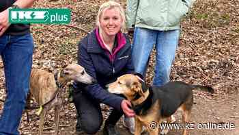 Iserlohn: Wie der Problemhund zum Vorzeige-Haustier wird - IKZ News