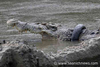 Traces of giant prehistoric crocodiles discovered in northern British Columbia - Saanich News