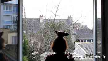 Elisa a perdu sa tourterelle à Lorient, les auditeurs aident à la retrouver en direct - France Bleu