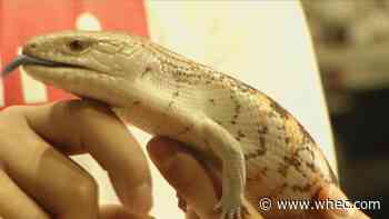 Nation's largest reptile convention attracts pet owners