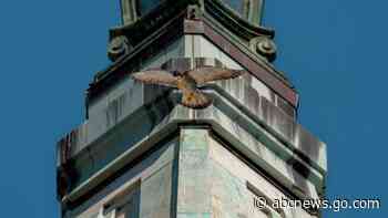 California peregrine falcon finds partner after mate's death