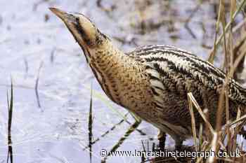 Carnforth: Where to see rare bittern bird in Lancashire