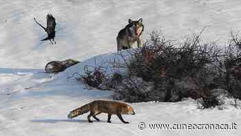 In mostra ad Alba la foto simbolo del lupo di Battista Gai premiata da National Geographic - Cuneocronaca.it