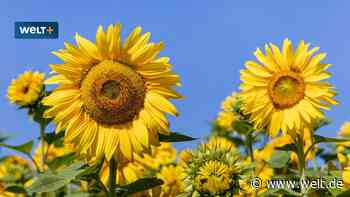 Investieren und Gutes tun? Diese Anlageversprechen sind fragwürdig