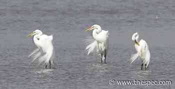 Hamilton achieves Bird Friendly City certification | TheSpec.com - Hamilton Spectator