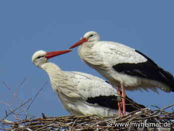 Auch unser Storchenpaar ist eigetroffen - Lutherstadt Wittenberg - myheimat.de