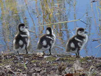 Die > Drei > vom Wittenberger Schwanenteich - Lutherstadt Wittenberg - myheimat.de