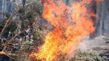 Wittenberg: Neue Waldbrandzentrale für Sachsen-Anhalt in Annaburg - STERN.de