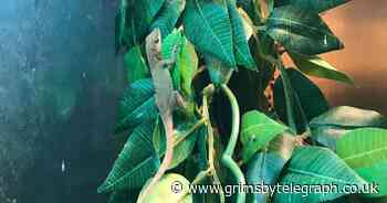 Lizards discovered in suitcase after family return from Disneyland Florida - Grimsby Live