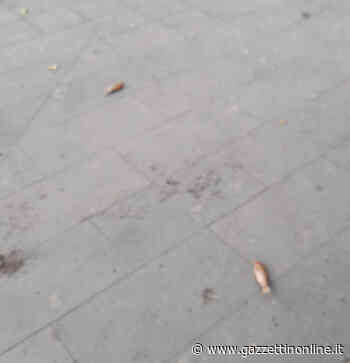 Giarre, in piazza San Francesco pesci fuori dall’acqua della vasca: chi li ha buttati fuori? - Gazzettinonline