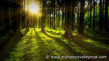 Province, BC First Nations moving forward with old growth deferrals - My Comox Valley Now