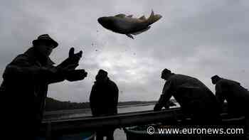Christmas in Europe: Carp in your bathtub and other Czech traditions - Euronews