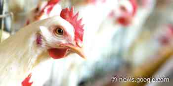 Iowa’s bird flu death toll tops 13 million - Raw Story