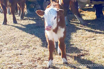 INDUSTRIAL UPDATE: Ranchers facing labour shortages, rising costs - Quesnel - Cariboo Observer