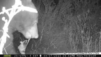 Osoyoos Desert Centre captures bear feasting on a deer, used opportunity to educate public - Penticton News - Castanet.net