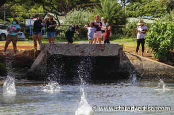 Thousands of ‘genki balls’ dropped into Ala Wai