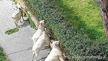 Zoo Capitale, al Trullo sono tornate la “capre tosaerba”