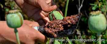 Afghanistan: le chef des talibans interdit la culture du pavot