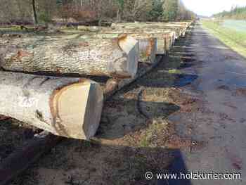 Laubholzsubmission Bruchsal 2022 - Holzkurier