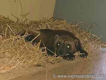 Dudley Zoo welcomes a wolverine in 85 year first for the attraction - Express & Star