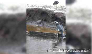 Speuren naar een hapje en chillen in de boom - Barneveldse Krant