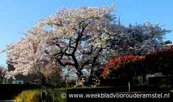 Lezersfoto: Mooiste boom van Ouderkerk in bloei - Weekblad voor Ouder Amstel