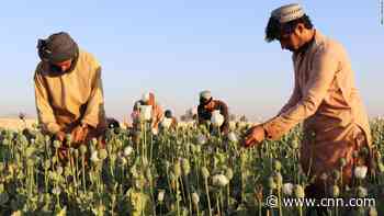 Taliban bans drug cultivation, including lucrative opium
