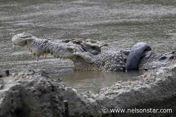 Traces of giant prehistoric crocodiles discovered in northern British Columbia - Nelson Star