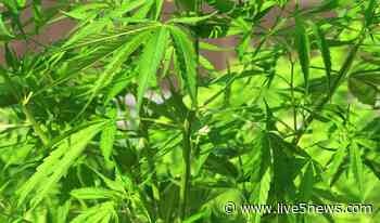 SC House committee to hear public comment on medical marijuana bill Monday in Columbia - Live 5 News WCSC