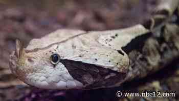 Antivenom vials delivered to VCU Medical Center after man is bitten by African Pit Viper - WWBT