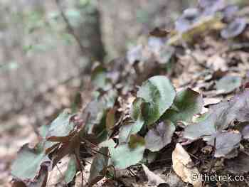 Taking Grief to the Trail - The Trek