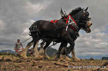 PHOTOS: Turning the sod on the 100th annual Chilliwack Plowing Match – Trail Daily Times - Trail Times