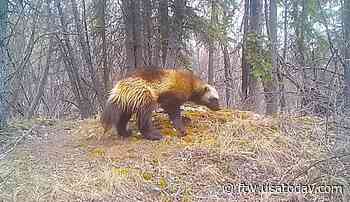 Rarely seen wolverines anything but shy in trail-cam footage - For The Win