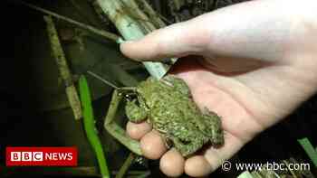 Cambridge trail users urged to watch out for crossing toads - BBC.com