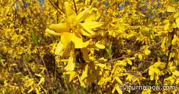 Mick Scott: Open up your morning light | Columnists | journalnow.com - Winston-Salem Journal